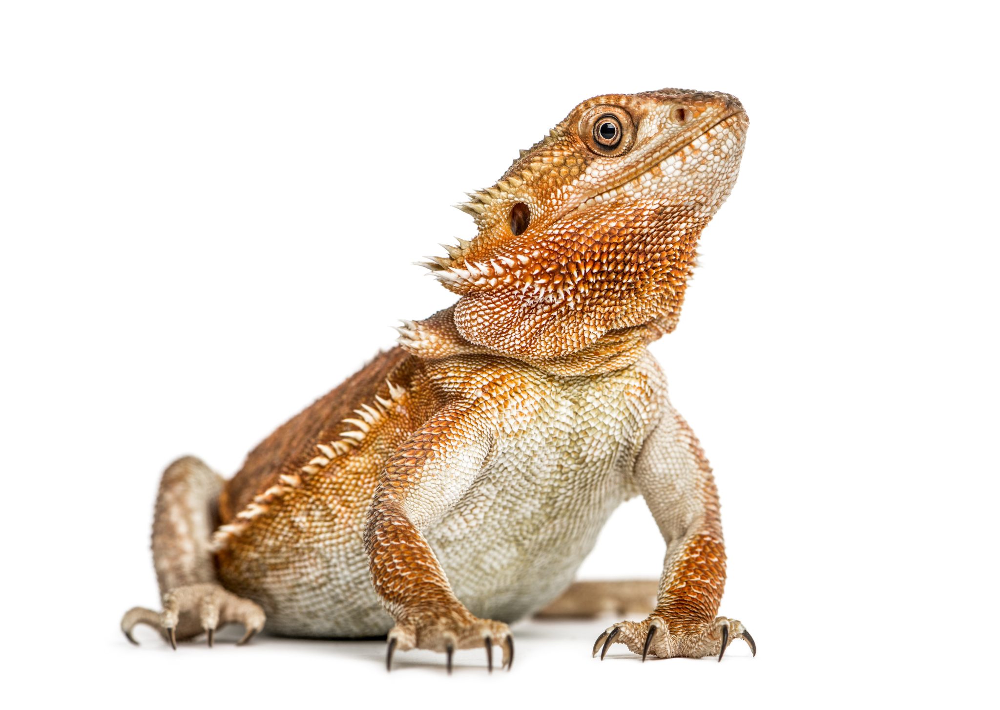 Bartagame - Pogona vitticeps