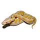 Banana Albino