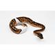 Leopard Pied